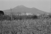 Vesuvius Fiori Di Muro