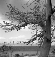 Albero Di Reggio Calabria - Straits Of Messina