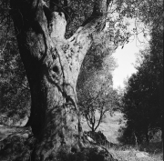 Albero Di Zeno - Velia - Elea